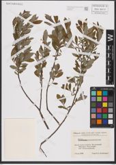Foto von Salix L.